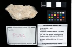 Foto (Objekt + Etikett) von Prosopon sp.  (NHMW-GEO-2014-0194-0232)